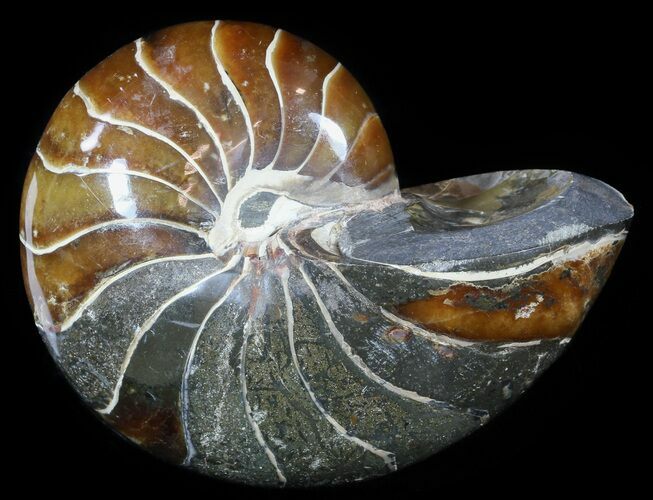 Large, Polished Nautilus Fossil - Madagascar #51675